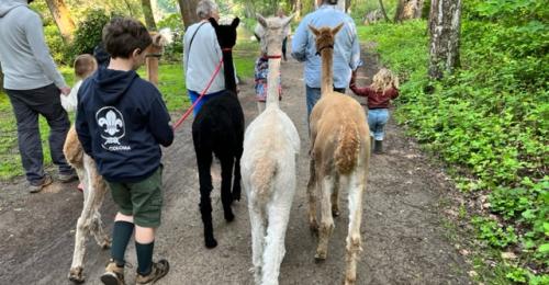 2023-Alpacawandeling
