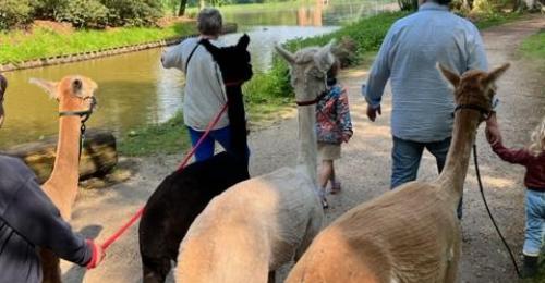 2023-Alpacawandeling