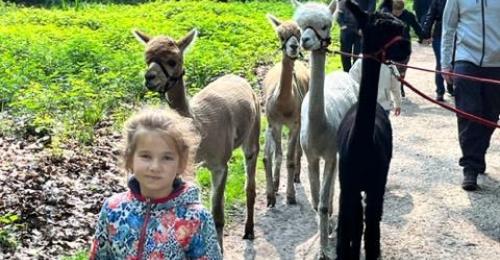 2023-Alpacawandeling