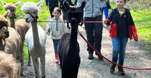 2023-Alpacawandeling