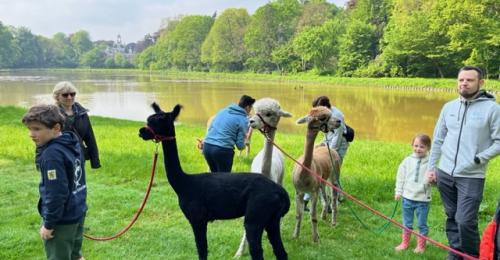 2023-Alpacawandeling