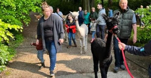 2023-Alpacawandeling